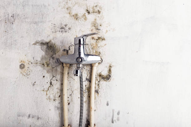 Best Best Mold Removal Companies  in Greenville, RI