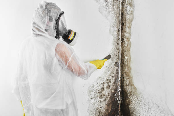 Best Fast Mold Removal  in Greenville, RI