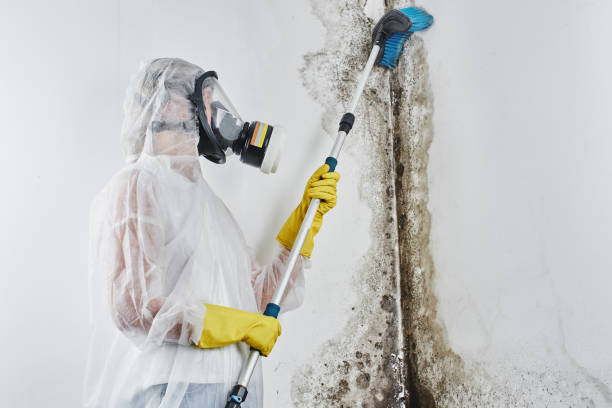Reliable Greenville, RI Mold Removal Solutions