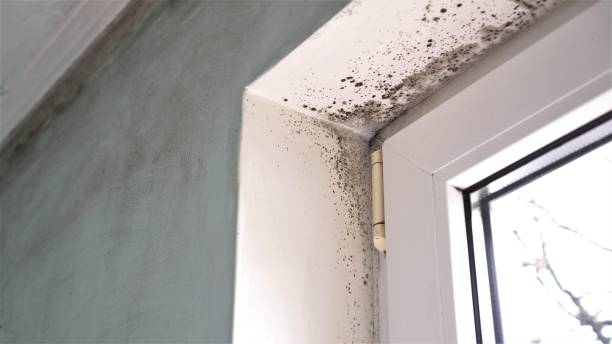 Best Fast Mold Removal  in Greenville, RI