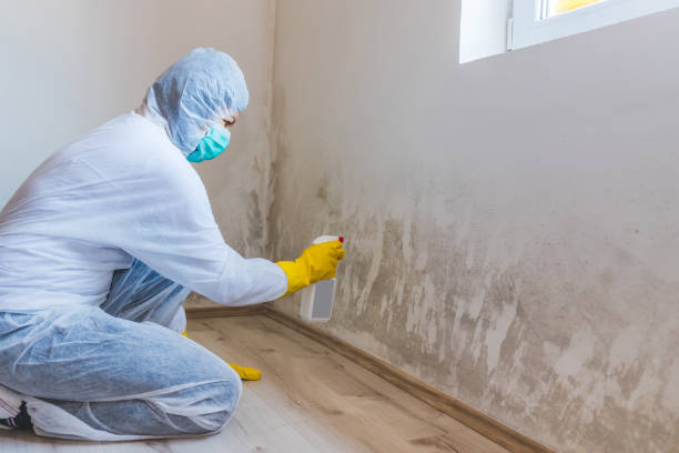 Best Black Mold Removal  in Greenville, RI