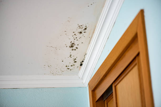 Best Mold Removal Company Near Me  in Greenville, RI