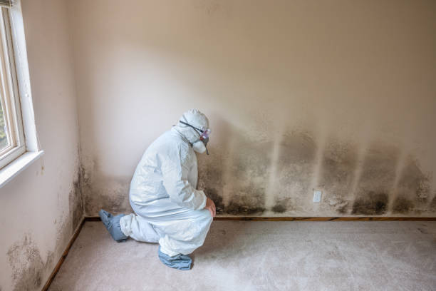  Greenville, RI Mold Removal Pros