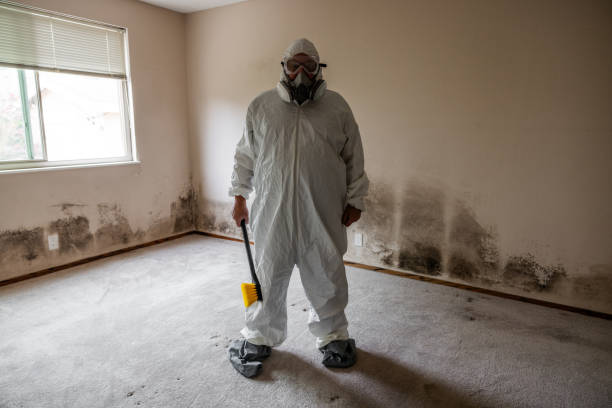 Best Local Mold Removal Service  in Greenville, RI