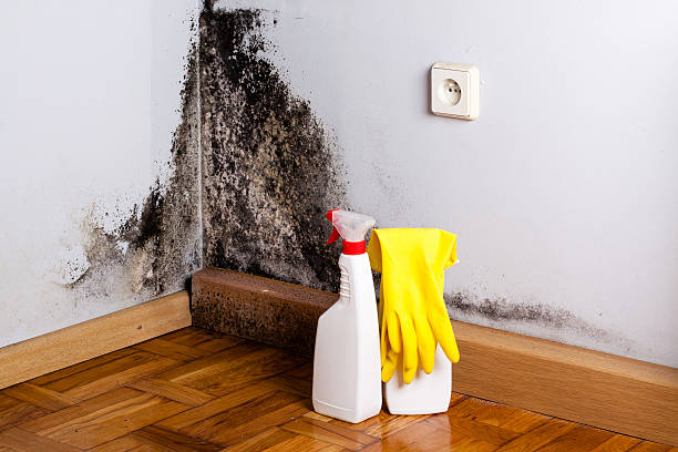 Best Mold Damage Repair  in Greenville, RI