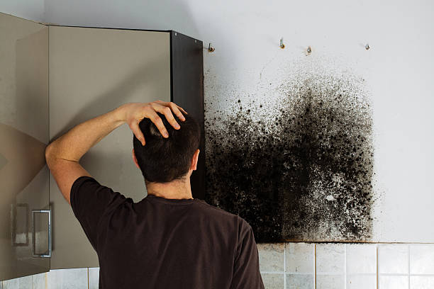 Best Home Mold Removal  in Greenville, RI