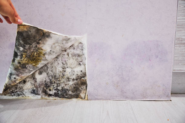 Best Office Mold Removal Services  in Greenville, RI